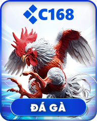 Đá gà C168