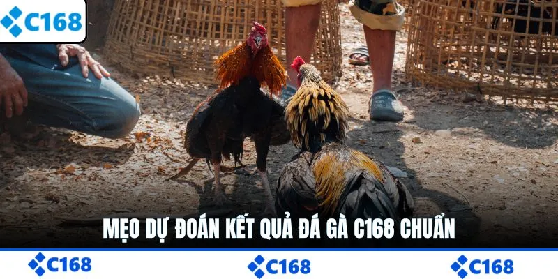 Mẹo dự đoán kết quả đá gà C168 chuẩn