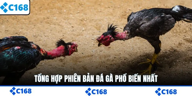Tổng hợp phiên bản đá gà phổ biến nhất